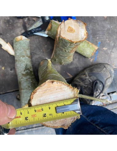 copy of Hedge cutters